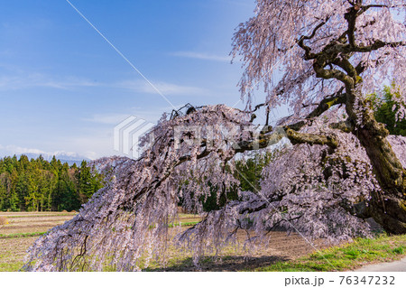 （長野県）伊那市・宮の原のしだれ桜　後方に南アルプス 76347232