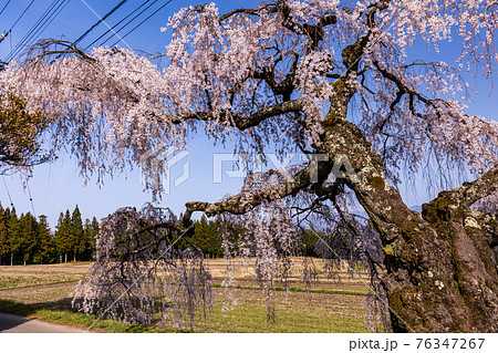 (長野県)伊那市 宮の原のしだれ桜 (長野県)伊那市 宮の原のしだれ桜 76347267