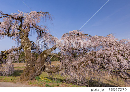 (長野県)伊那市 宮の原のしだれ桜 (長野県)伊那市 宮の原のしだれ桜 76347270