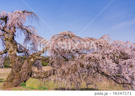（長野県）伊那市　宮の原のしだれ桜 76347271