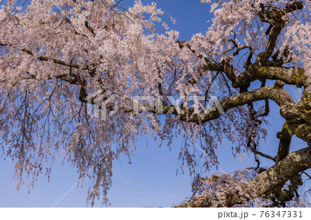 （長野県）伊那市　宮の原のしだれ桜　見上げる 76347331