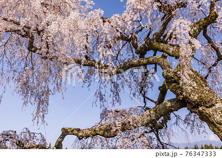 (長野県)伊那市 宮の原のしだれ桜 見上げる (長野県)伊那市 宮の原のしだれ桜 見上げる 76347333