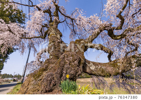 (長野県)伊那市 宮の原のしだれ桜 根本のスイセン (長野県)伊那市 宮の原のしだれ桜 根本のスイセン 76347380