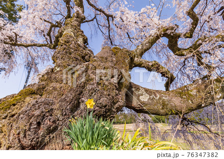 (長野県)伊那市 宮の原のしだれ桜 根本のスイセン (長野県)伊那市 宮の原のしだれ桜 根本のスイセン 76347382
