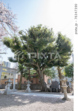 国分寺本町南町八幡神社境内の大木スタジイ 国分寺本町南町八幡神社境内の大木スタジイ 76347390