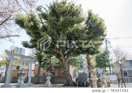 国分寺本町南町八幡神社境内の大木スタジイ 国分寺本町南町八幡神社境内の大木スタジイ 76347391