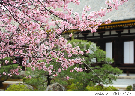 三十三間堂の河津桜 三十三間堂の河津桜 76347477