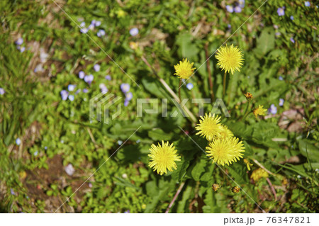 たんぽぽ たんぽぽ 76347821