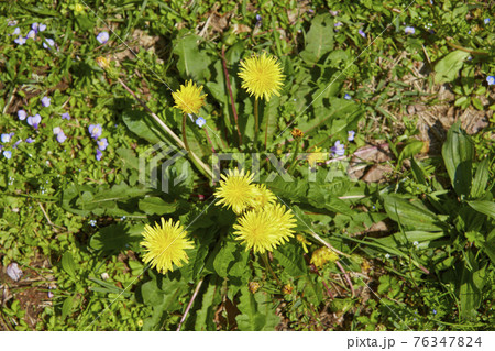 たんぽぽ たんぽぽ 76347824