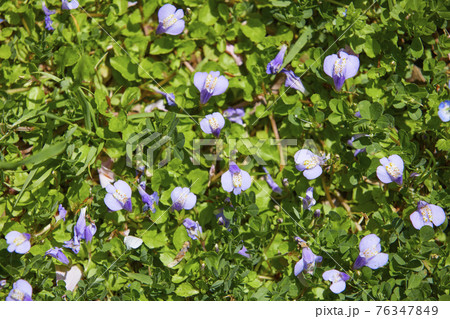 たんぽぽ たんぽぽ 76347849