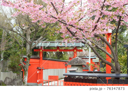 車折神社の河津桜 車折神社の河津桜 76347873