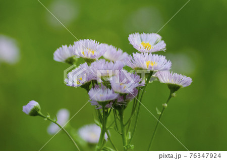 野の花　 76347924