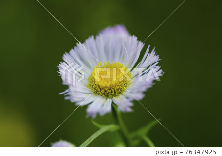 野の花 76347925