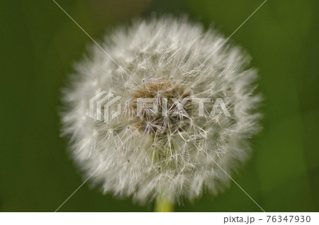 たんぽぽの綿毛の写真素材