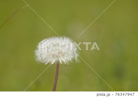 たんぽぽの綿毛の写真素材