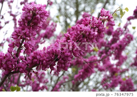 満開のハナズオウの花 満開のハナズオウの花 76347975