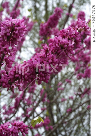 満開のハナズオウの花 76347976