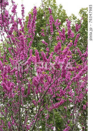 満開のハナズオウの花 満開のハナズオウの花 76347985