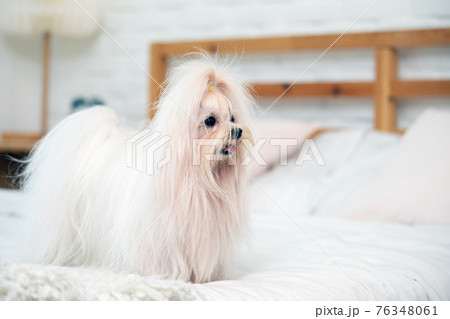 cute young white maltese dog standing on bed in bedroom 76348061