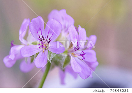 ローズゼラニウム 76348081