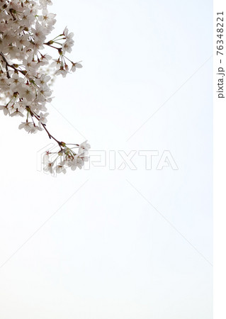 桜 花 春 76348221