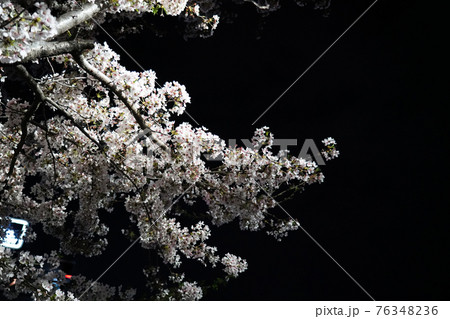 桜 花 春 76348236