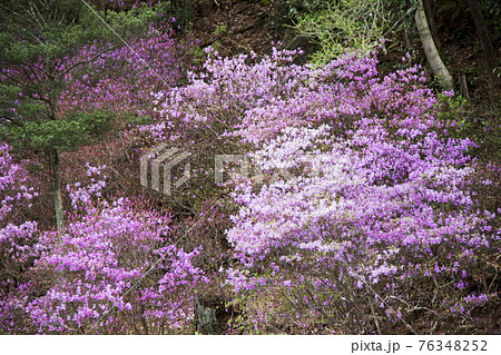 コバノミツバツツジ 76348252