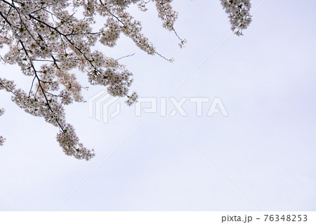 桜 花 木 76348253