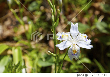 シャガの花 76348316