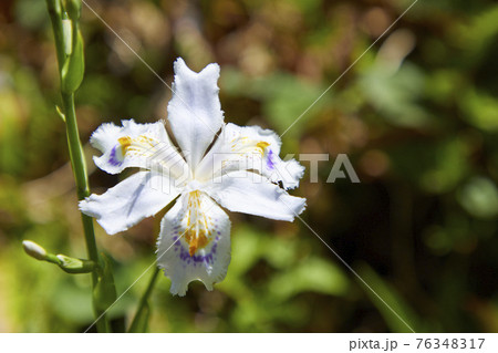 シャガの花 76348317