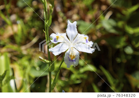 シャガの花 シャガの花 76348320