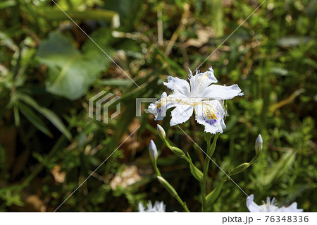 シャガの花の写真素材