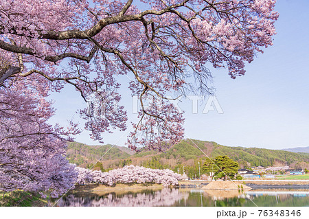 (長野県)六道の堤の桜 午後 (長野県)六道の堤の桜 午後 76348346