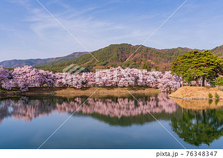 （長野県）六道の堤の桜　午後 76348347