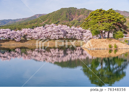 (長野県)六道の堤の桜 午後 (長野県)六道の堤の桜 午後 76348356