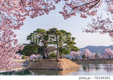（長野県）六道の堤の桜　午後 76348362