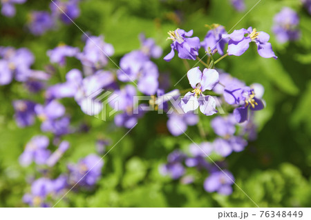 オオアラセイトウの写真素材 オオアラセイトウの写真素材