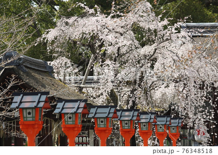 平野神社の枝垂れ桜 魁 平野神社の枝垂れ桜 魁 76348518