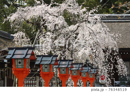 平野神社の枝垂れ桜 魁 平野神社の枝垂れ桜 魁 76348519