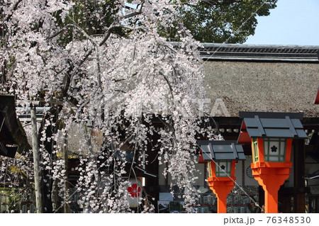 平野神社の枝垂れ桜　魁 76348530