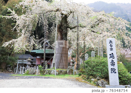 名張の延寿院の枝垂れ桜 76348754