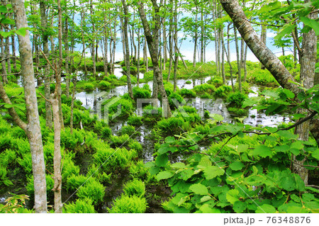 屈斜路湖、湿地帯の森 76348876