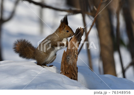 匂いで判断 匂いで判断 76348956