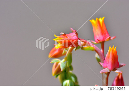 多肉植物 ミニマの花 多肉植物 ミニマの花 76349265