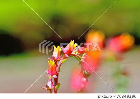 多肉植物 ミニマの花 多肉植物 ミニマの花 76349296