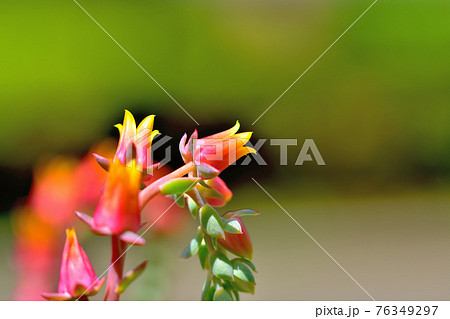 多肉植物　ミニマの花 76349297