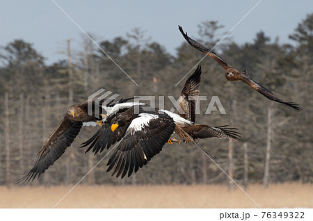 風蓮湖 冬景色 風蓮湖 冬景色 76349322