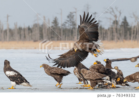 風蓮湖 冬景色 風蓮湖 冬景色 76349332