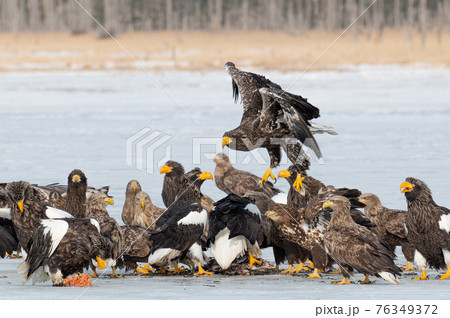 風蓮湖　冬景色 76349372