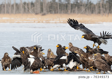 風蓮湖　冬景色 76349373